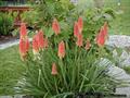 سوسن آتشین، Torch lily